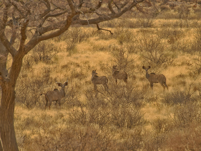 Kudu, Hammerstein Lodge